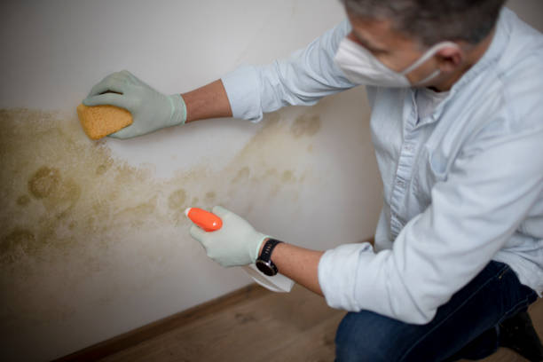 Professional Mold Removal in Schofield Barracks, HI