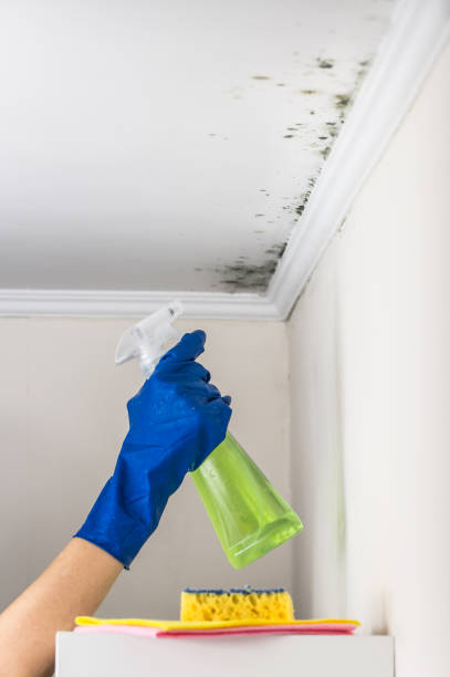 Best Mold Cleaning Services  in Schofield Barracks, HI